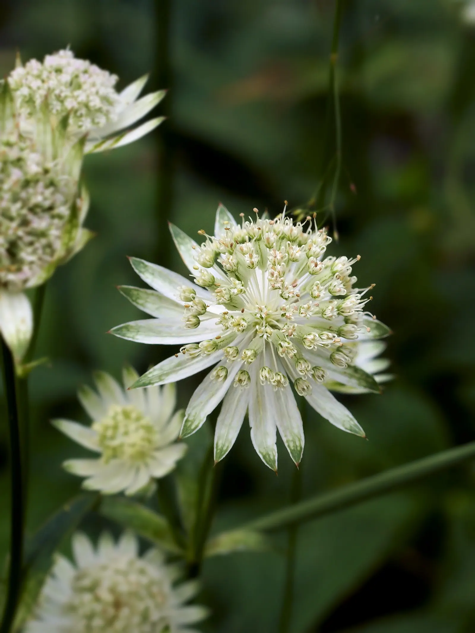 Masterwort (Astrantia Major) — Native to mountain meadows and grasslands of Central and Eastern Europe; its unique blooms also make it a favorite, image 95