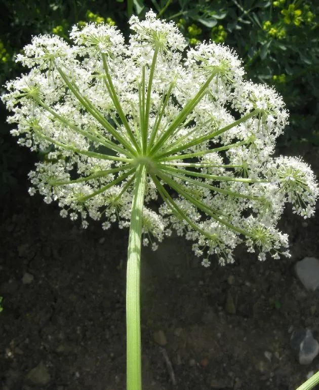 Masterwort (Astrantia Major) — typically reaching a size of 1.5 to 2.5 feet tall and 1 to 1.5 feet wide; each nestled within a star-shaped bract, image 98