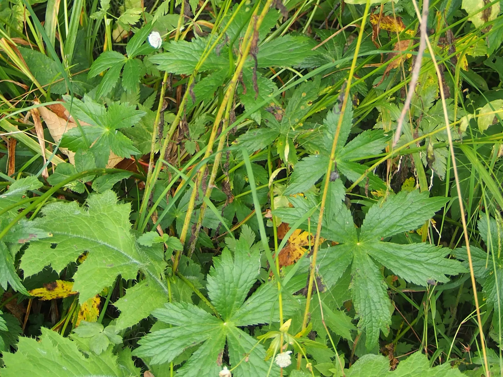 Masterwort (Astrantia Major) — Ideal soil pH ranges from neutral to slightly acidic; annual / herb with pink and white blooms, image 79