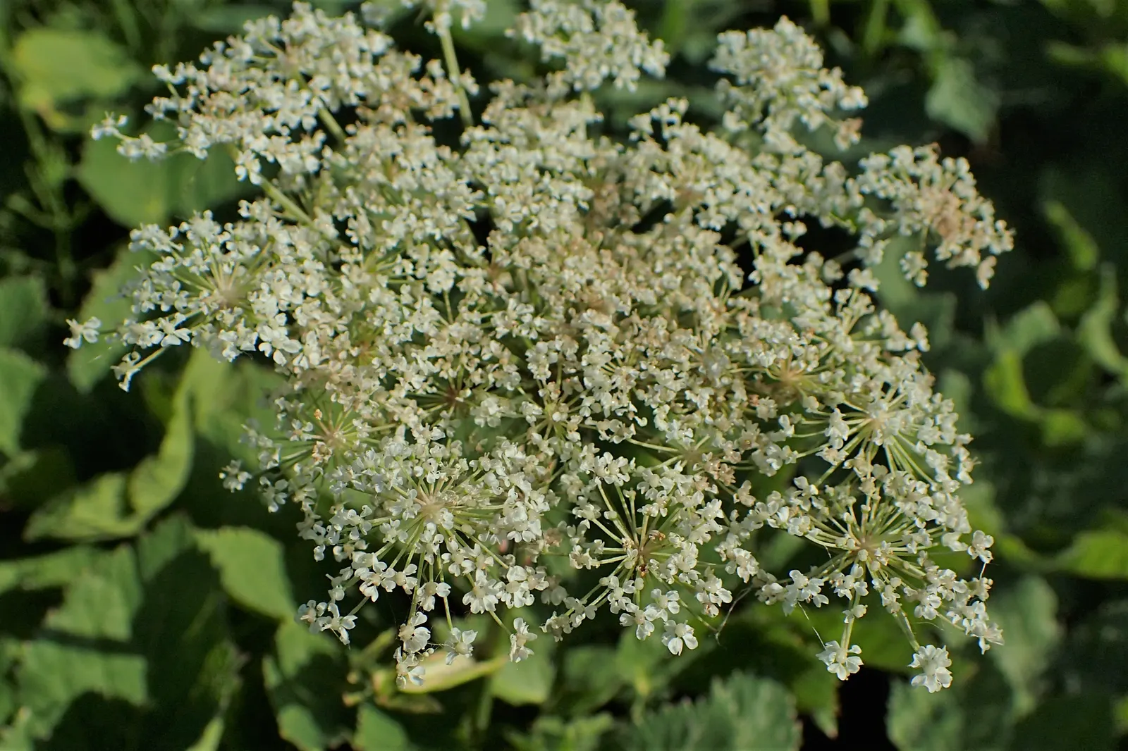 Masterwort (Astrantia Major) — showcasing its resilience across a variety of climates.<br><br>Masterwort boasts a clump-forming habit; it thrives, image 68
