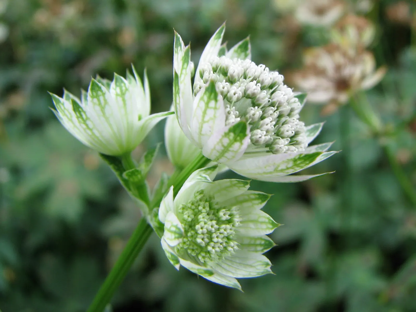 Masterwort (Astrantia Major) — making it a versatile mid-border selection; or other shade-loving perennials for a woodland aesthetic