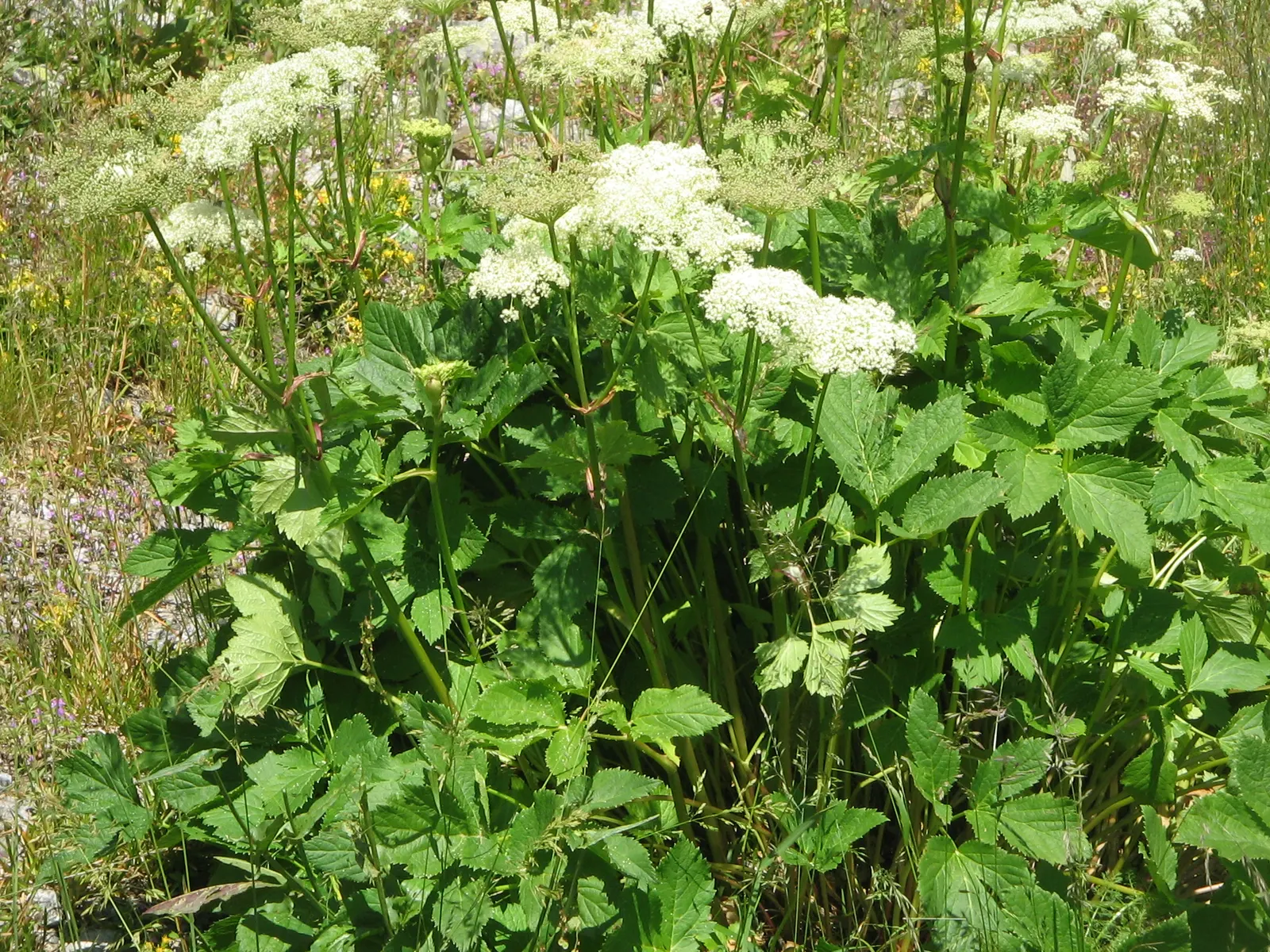Masterwort (Astrantia Major) — Flowering from June to August, it reaches 1.5 to 2.5 feet in height, with a similar spread; flowering occurs from, image 119
