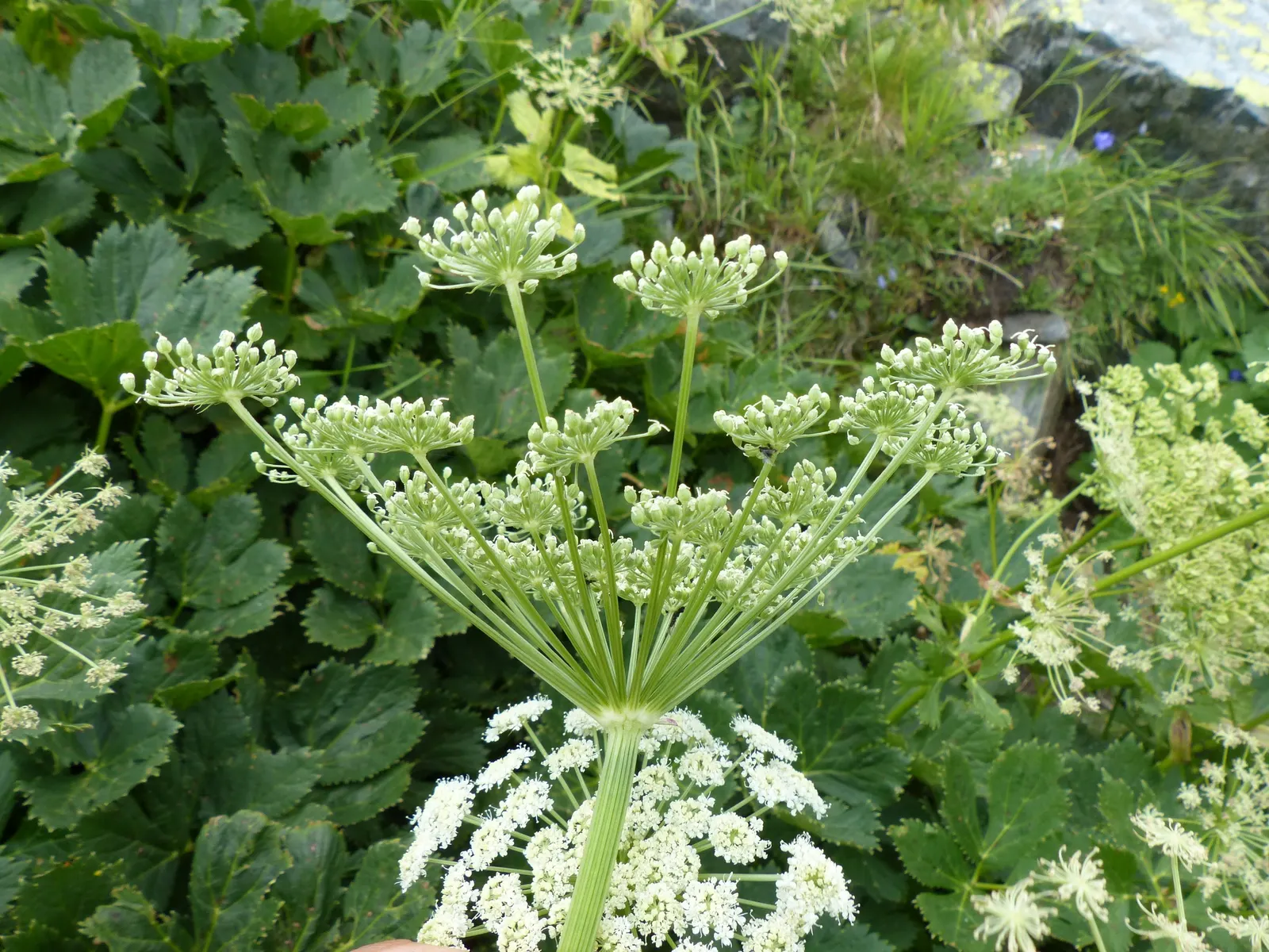 Masterwort (Astrantia Major) — making it a versatile mid-border selection