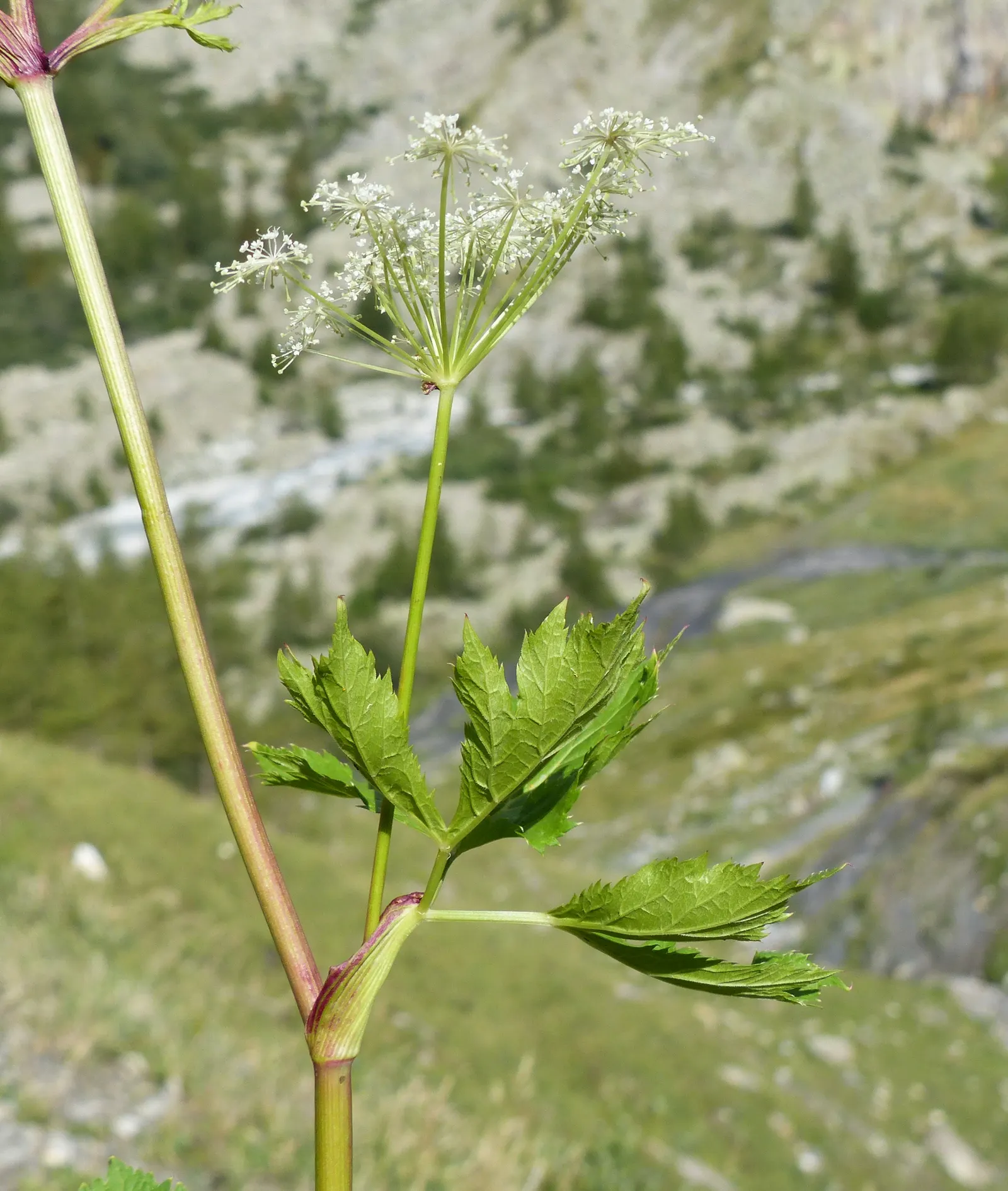 Masterwort (Astrantia Major) — These blooms are composed of tiny florets, image 73