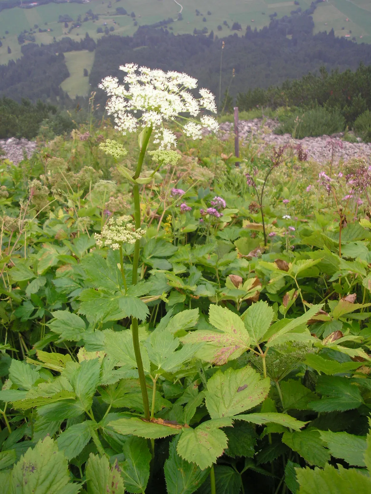 Masterwort (Astrantia Major) — This perennial displays intricate; typically reaching a size of 1.5 to 2.5 feet tall and 1 to 1.5 feet wide, image 118