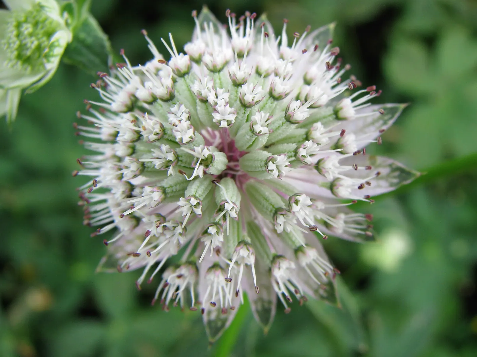 Masterwort (Astrantia Major) — though it tolerates full sun in cooler climates provided the soil remains moist; but the true allure lies in its, image 135