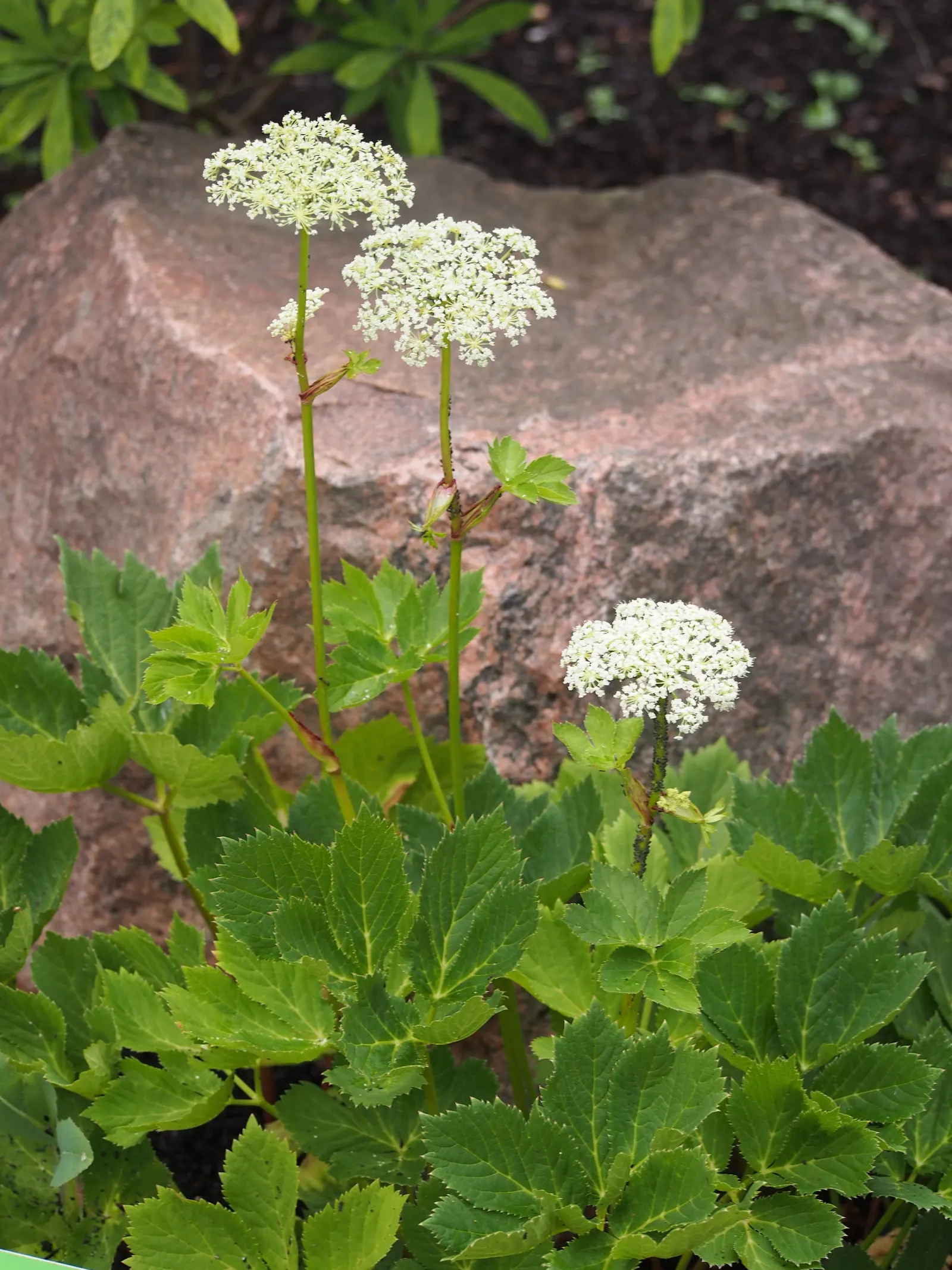 Masterwort (Astrantia Major) — Zones 4 to 7 ensure successful growth in varied climates; flowering from June to August, it reaches 1.5 to 2.5 feet, image 92