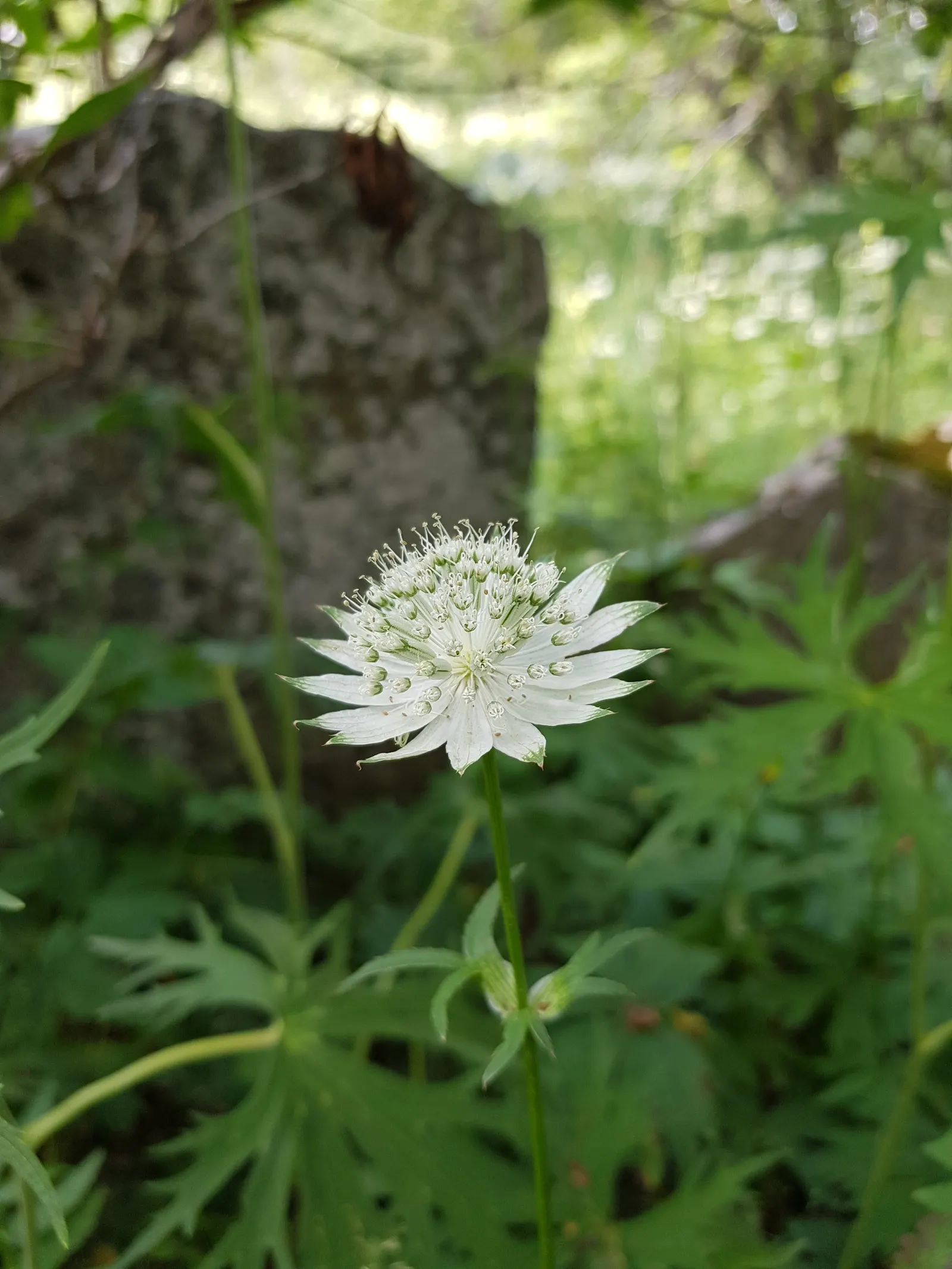Masterwort (Astrantia Major) — This perennial displays intricate; typically reaching a size of 1.5 to 2.5 feet tall and 1 to 1.5 feet wide, image 60