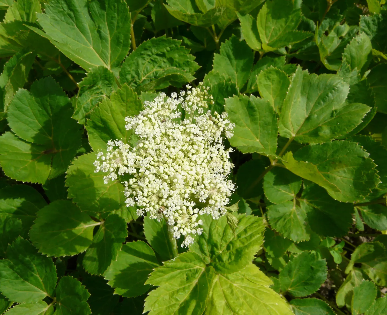 Masterwort (Astrantia Major) — attracting both butterflies and the appreciative glances of garden visitors; pink and white flowers in the garden, image 83