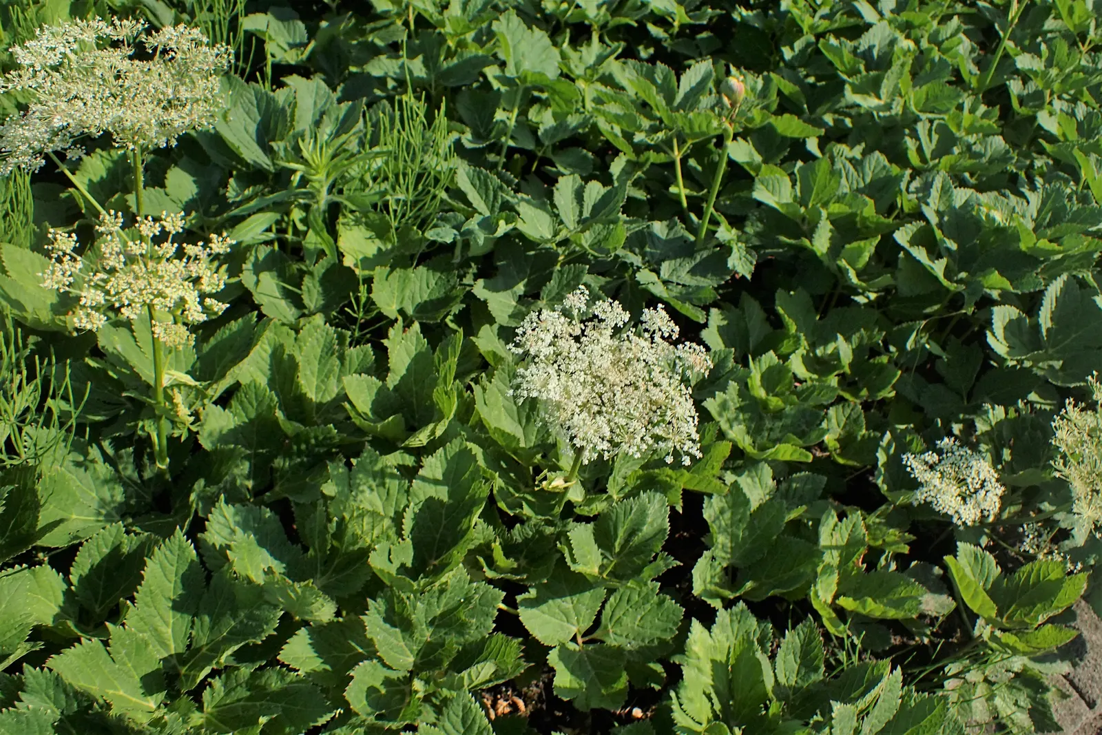 Masterwort (Astrantia Major) — Its unique blooms also make it a favorite for bouquet filler; it requires rich, humusy, and consistently moist soil, image 140
