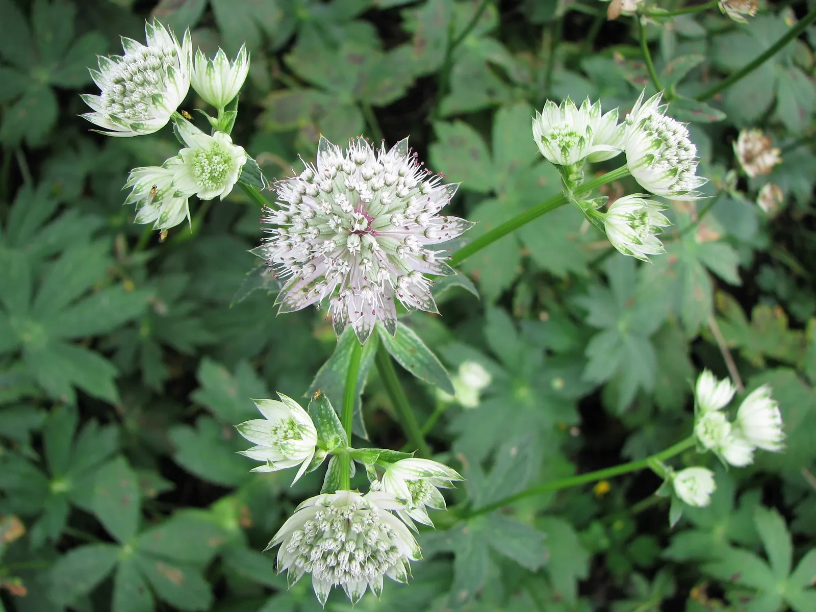 Masterwort (Astrantia Major) — is an herbaceous perennial that adds a touch of understated elegance to any garden design; and emerge in hues, image 94