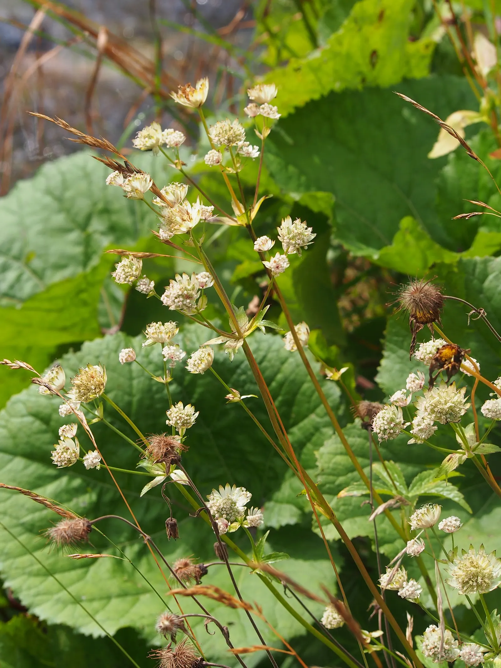Masterwort (Astrantia Major) — it thrives in USDA Hardiness Zones 4 through 7; this perennial displays intricate