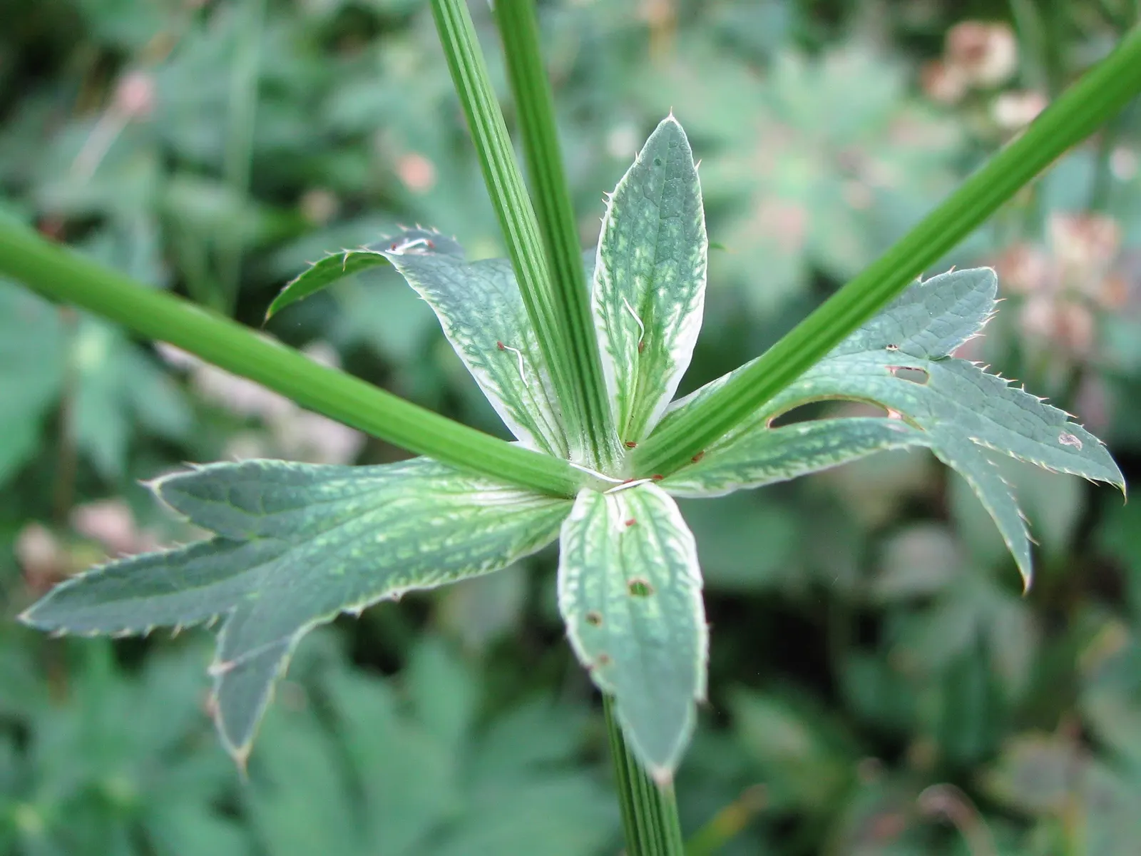 Masterwort (Astrantia Major) — annual / herb for half or shade; masterwort rewards gardeners with a long-lasting and ethereal addition to their, image 116