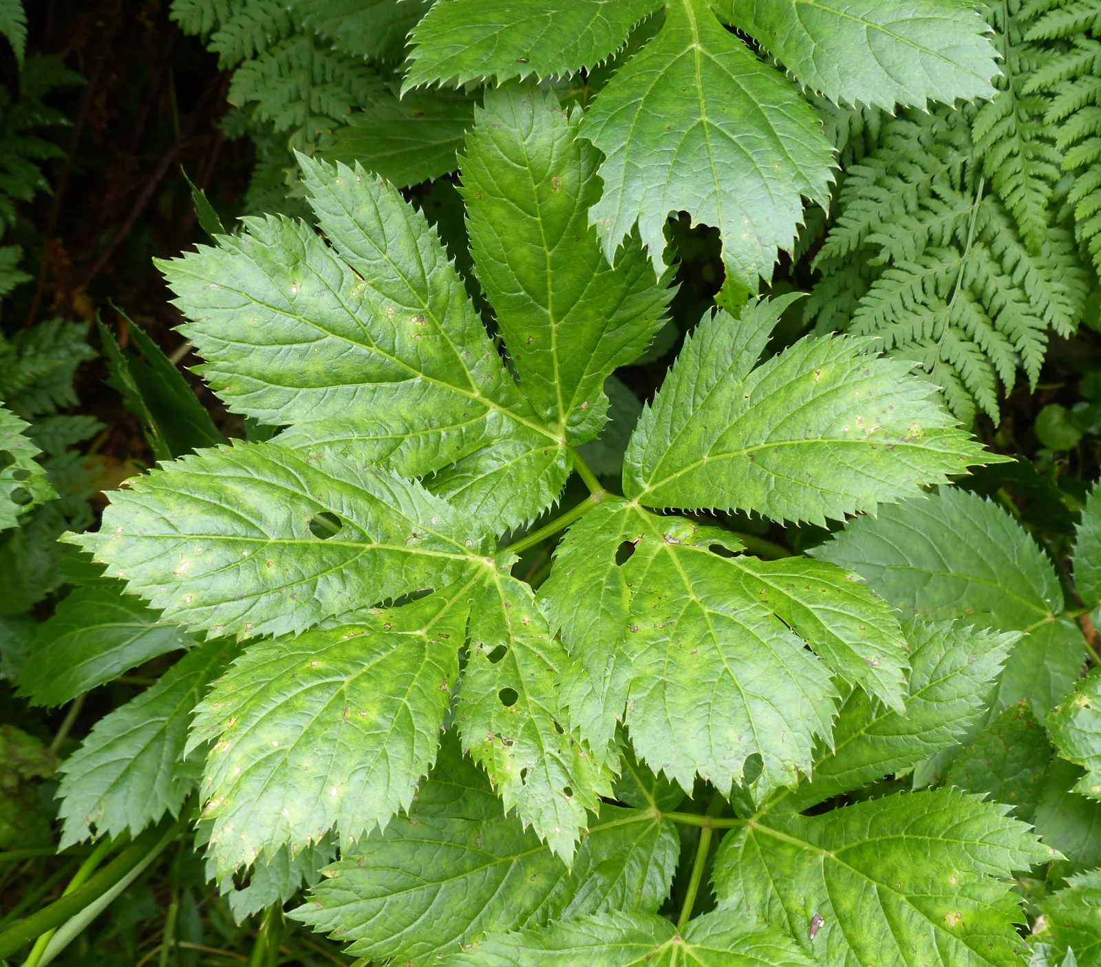 Masterwort (Astrantia Major) — commonly known as Masterwort; showcasing its resilience across a variety of climates.<br><br>Masterwort boasts a clump-forming
