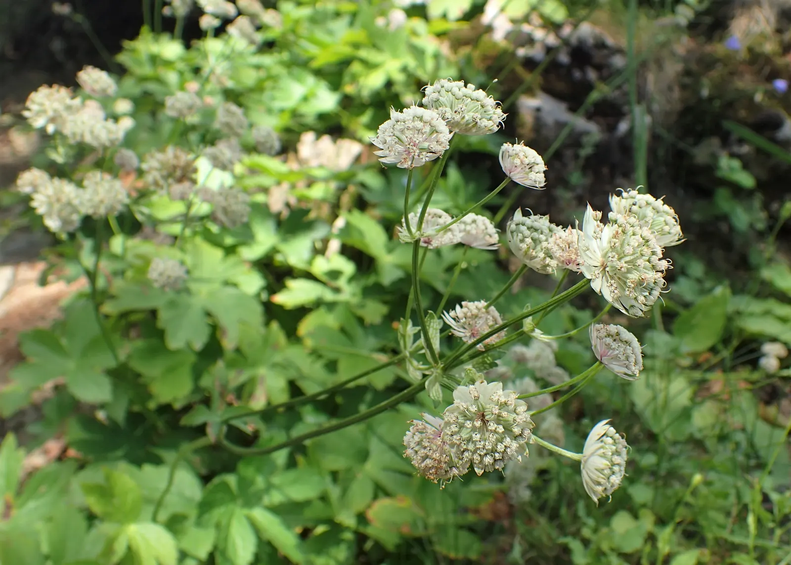Masterwort (Astrantia Major) — Its unique blooms also make it a favorite for bouquet filler; it requires rich, humusy, and consistently moist soil, image 111