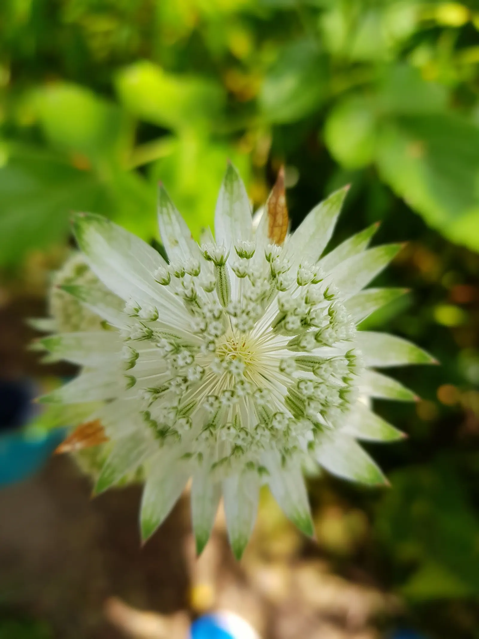 Masterwort (Astrantia Major) — Flowering occurs from early to mid-summer; is an herbaceous perennial that adds a touch of understated elegance to, image 105
