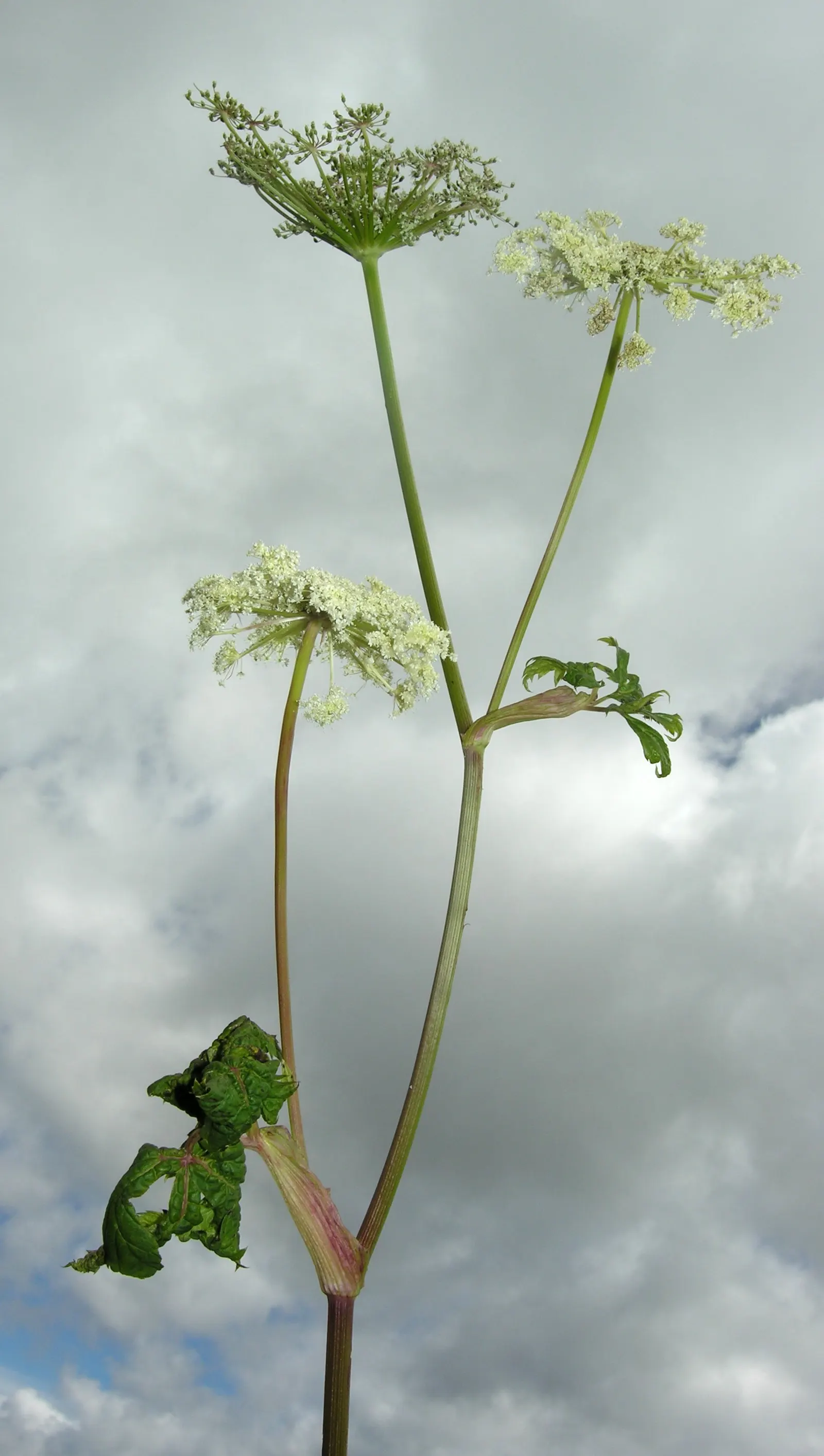 Masterwort (Astrantia Major) — These blooms are composed of tiny florets
