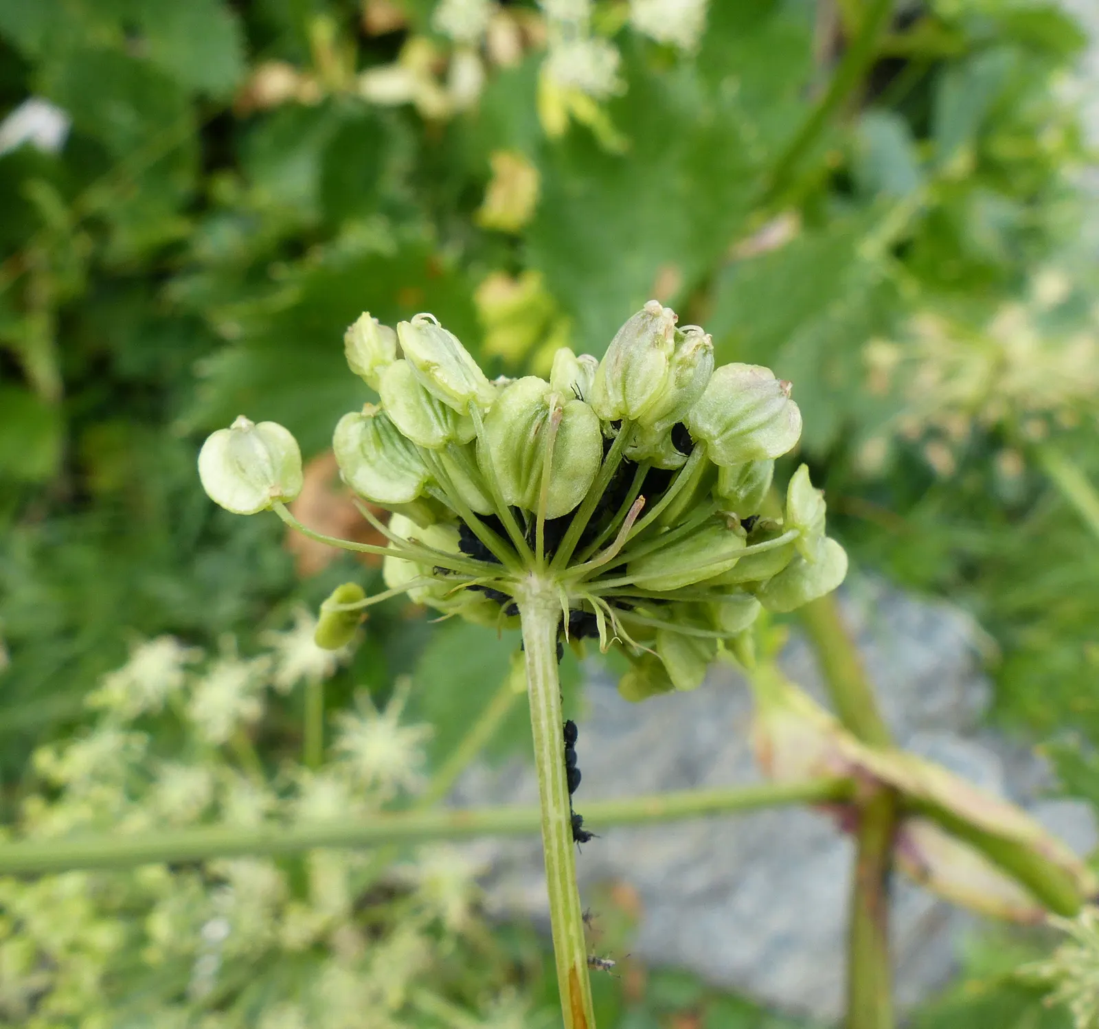 Masterwort (Astrantia Major) — annual / herb for half or shade; masterwort rewards gardeners with a long-lasting and ethereal addition to their outdoor spaces