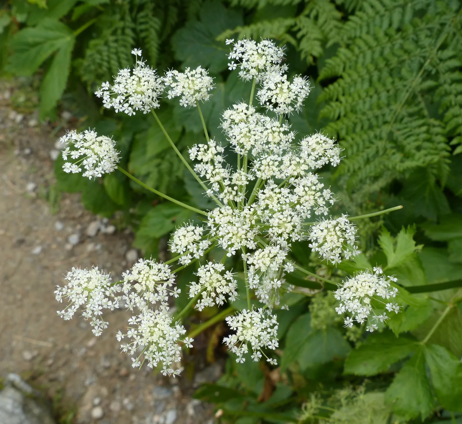 Masterwort (Astrantia Major) — Flowering from June to August, it reaches 1.5 to 2.5 feet in height, with a similar spread; flowering occurs from, image 90