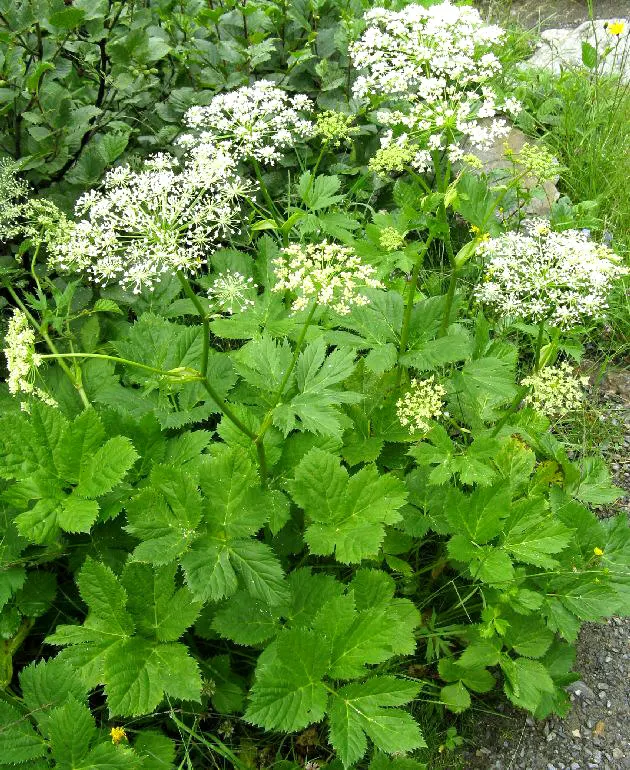 Masterwort (Astrantia Major) — deep green leaves are subtly attractive; astrantia major, commonly known as Masterwort, thrives in partial shade, image 129