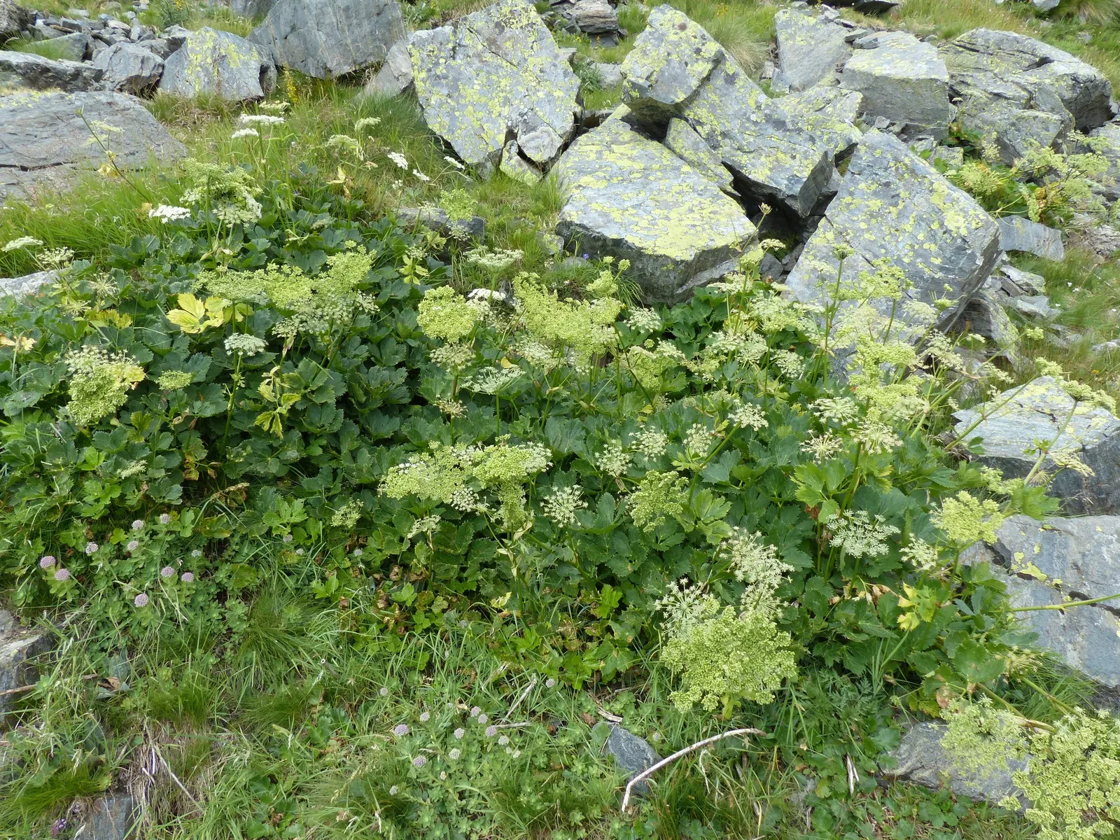 Masterwort (Astrantia Major) — making it a versatile mid-border selection; or other shade-loving perennials for a woodland aesthetic, image 128