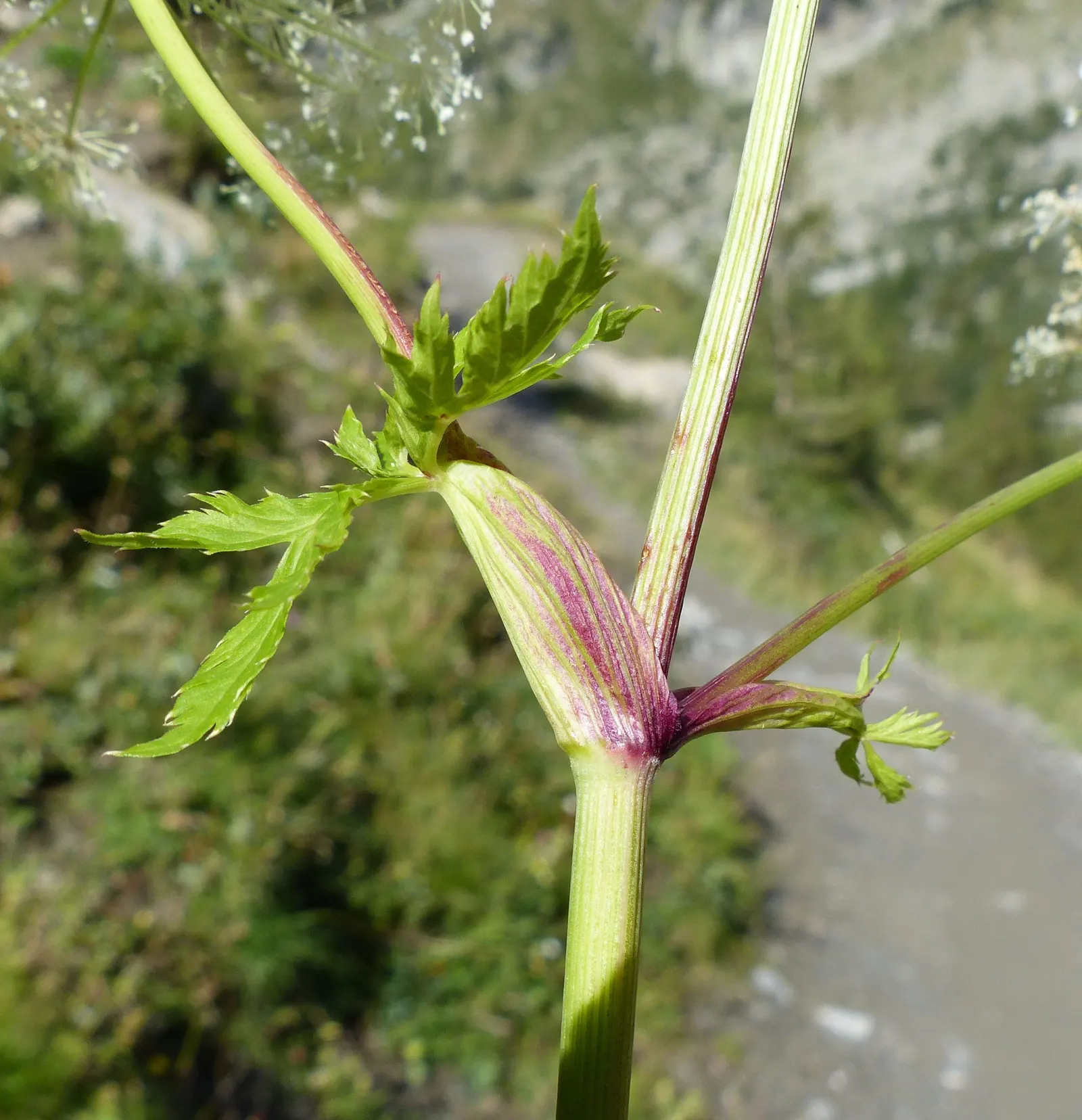 Masterwort (Astrantia Major) — is an herbaceous perennial that adds a touch of understated elegance to any garden design