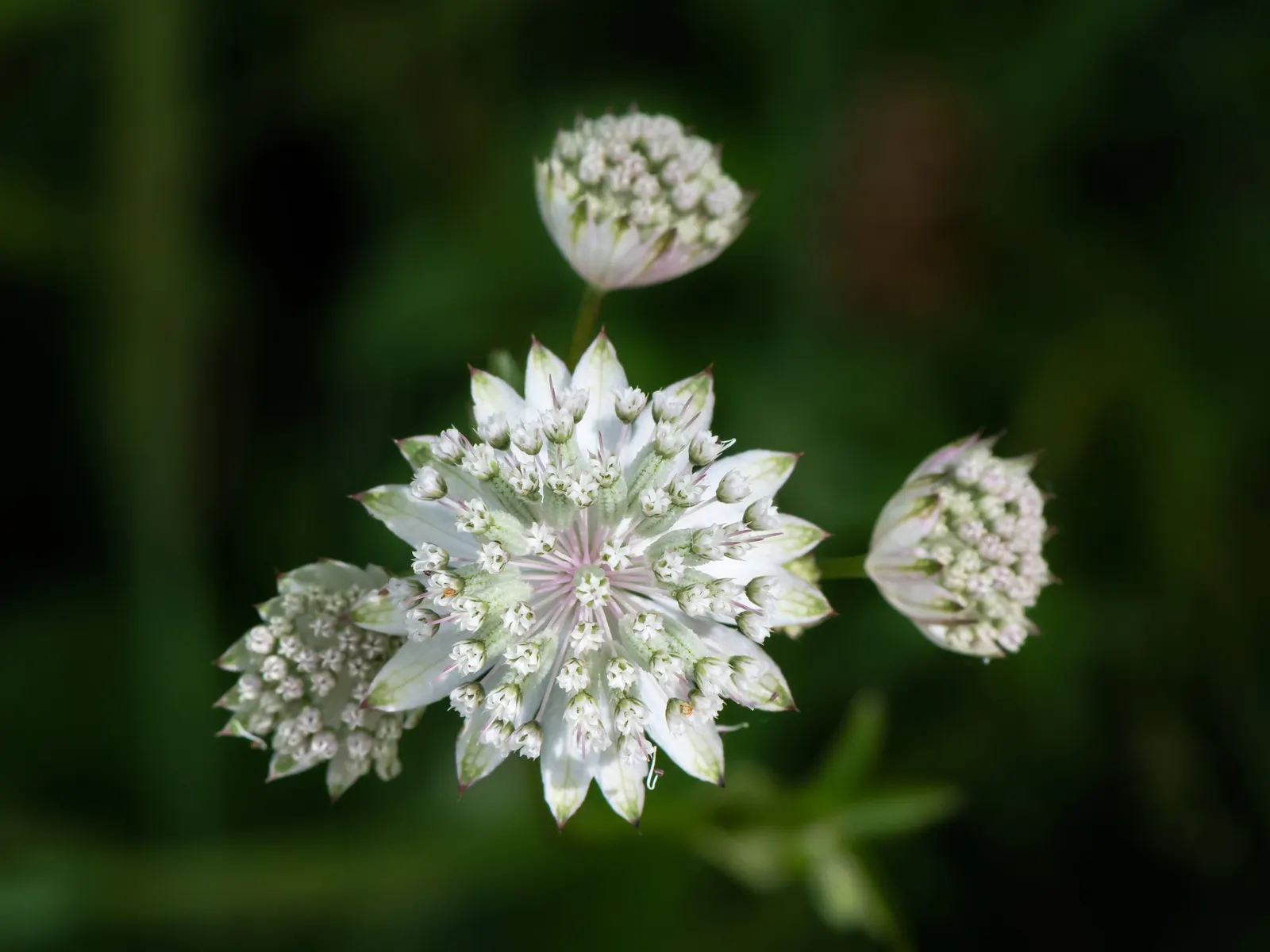 Masterwort (Astrantia Major) — each nestled within a star-shaped bract; consider pairing it with ferns, image 74