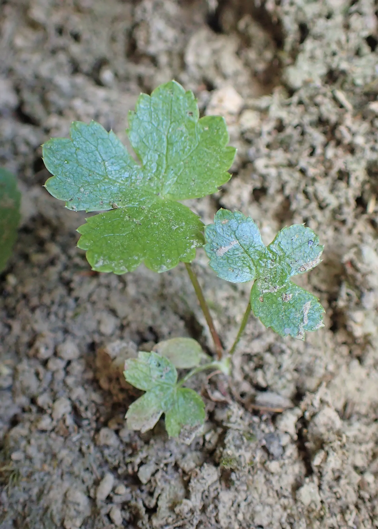 Masterwort (Astrantia Major) — It requires rich, humusy, and consistently moist soil, which mirrors the damp meadows of its native habitat