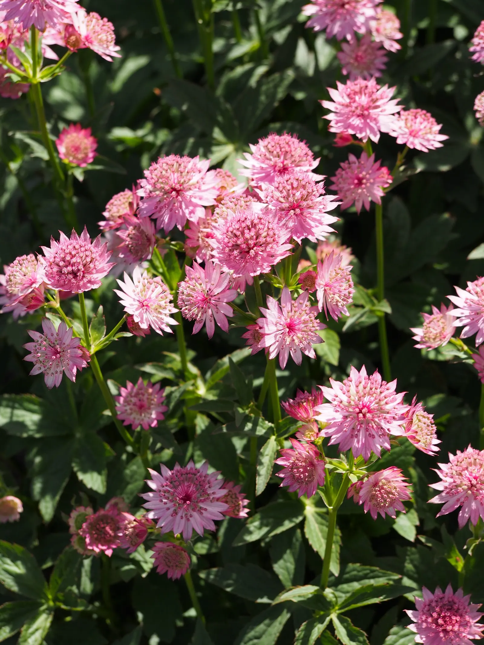 Masterwort (Astrantia Major) — Astrantia major, commonly known as Masterwort, thrives in partial shade, appreciating moist, fertile soil