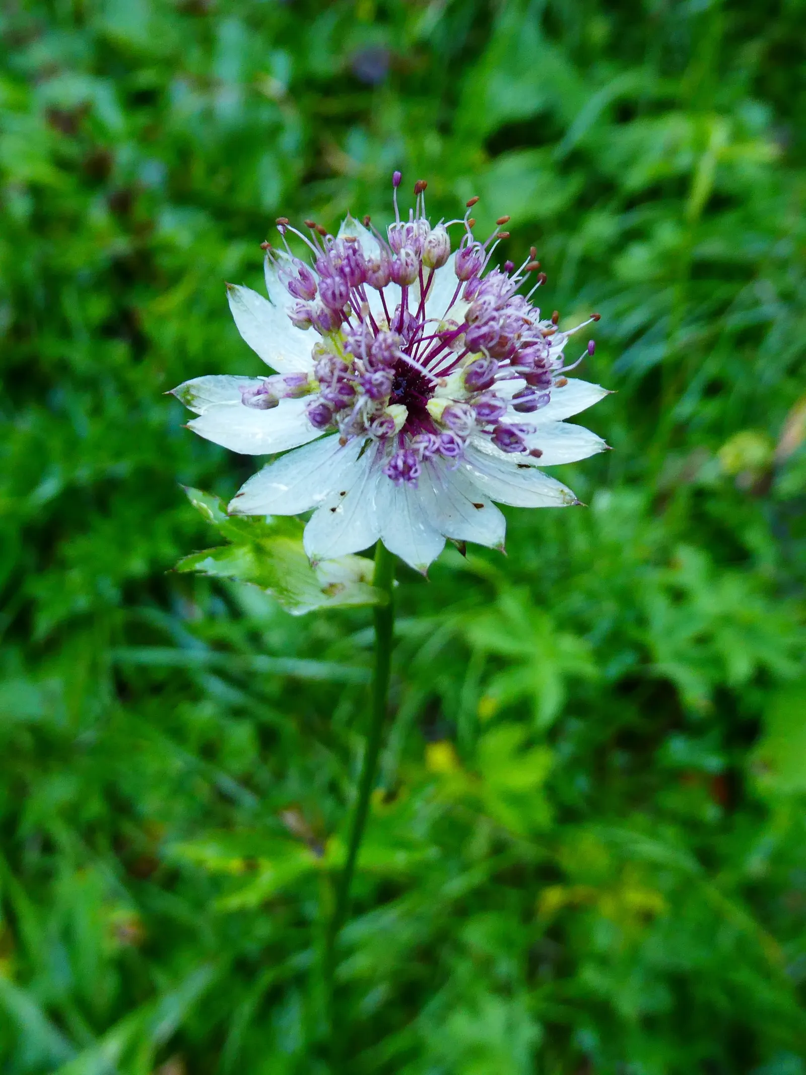 Masterwort (Astrantia Major) — annual / herb with pink and white blooms; though it tolerates full sun in cooler climates provided the soil remains, image 115