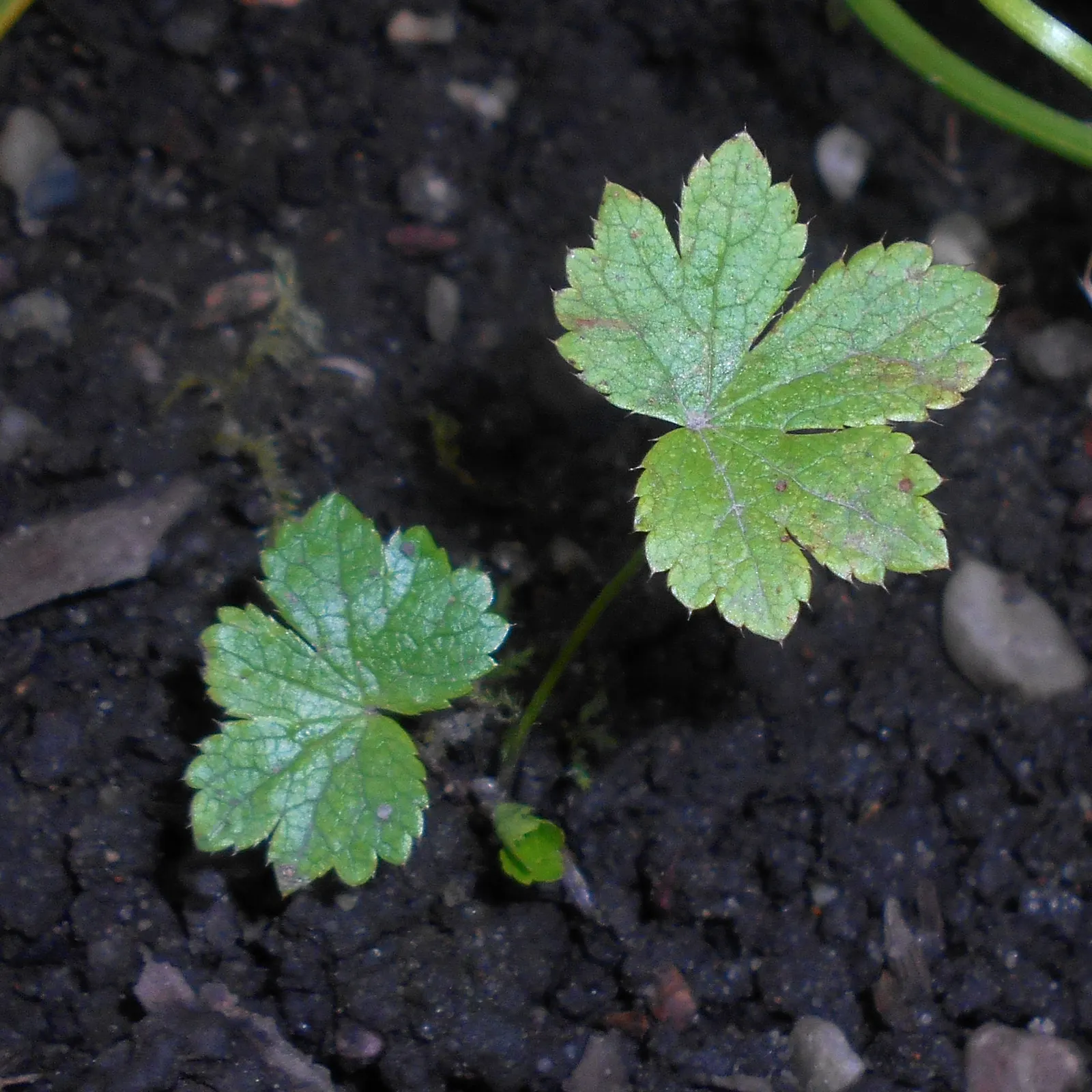 Masterwort (Astrantia Major) — pink and white flowers in the garden; making it a versatile mid-border selection