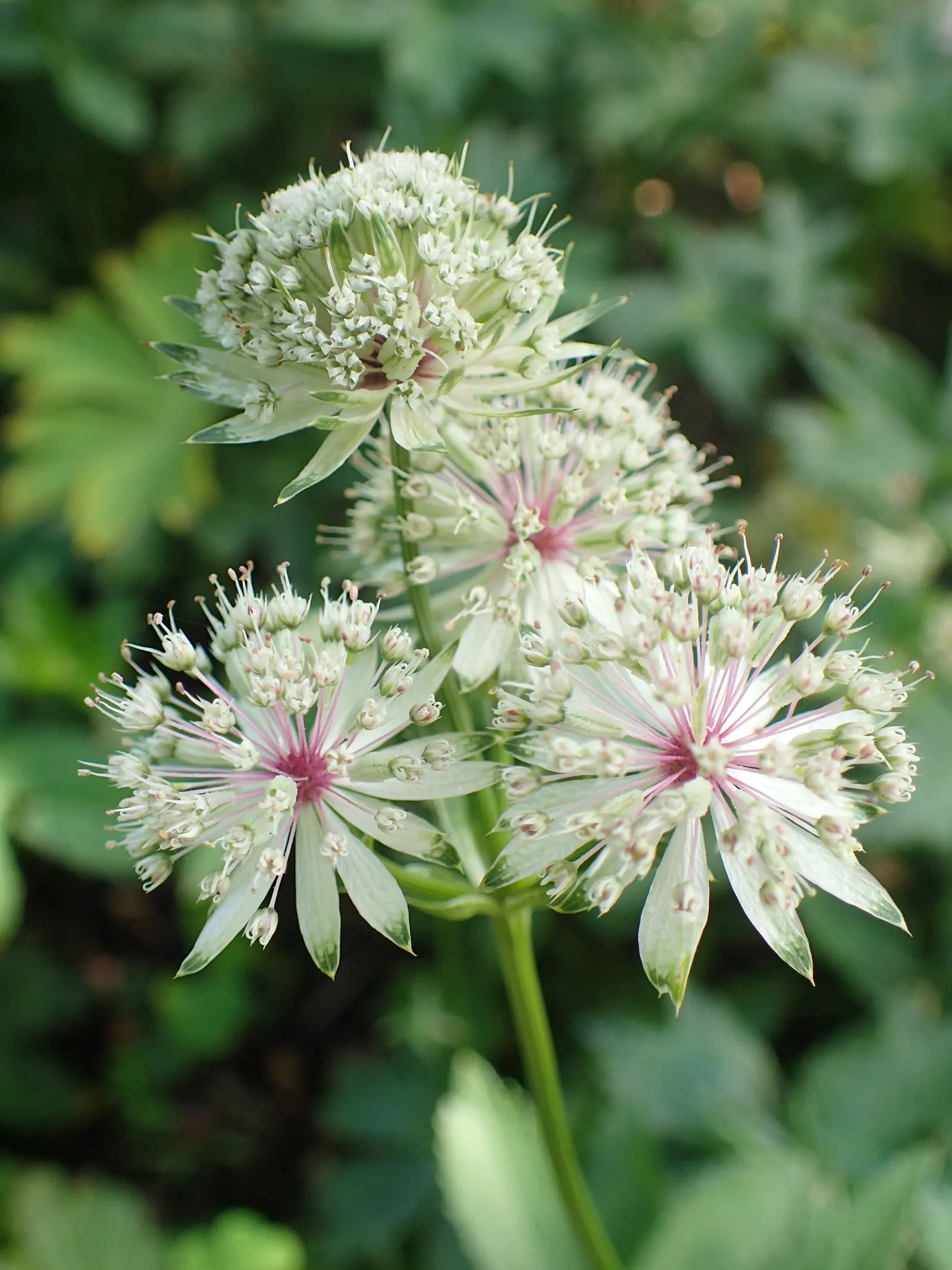 Masterwort (Astrantia Major) — annual / herb for half or shade; masterwort rewards gardeners with a long-lasting and ethereal addition to their, image 145