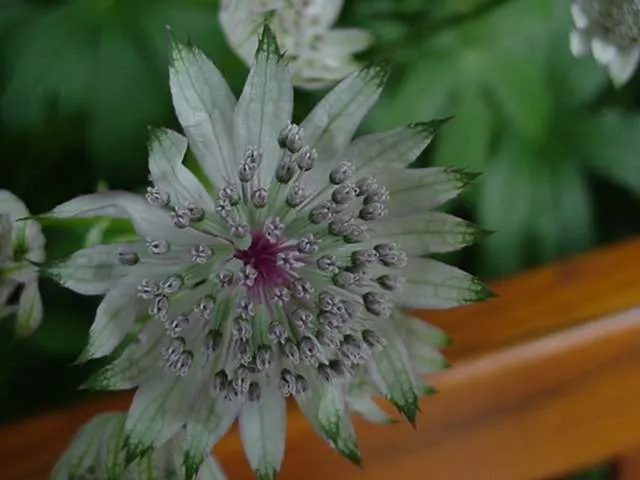 Masterwort (Astrantia Major) — and emerge in hues ranging from white and pink to a deep ruby red; annual / herb for half or shade, image 75