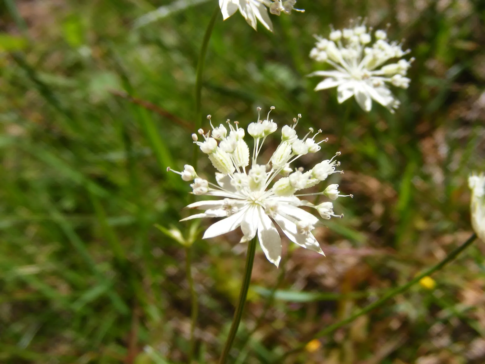 Masterwort (Astrantia Major) — annual / herb with pink and white blooms