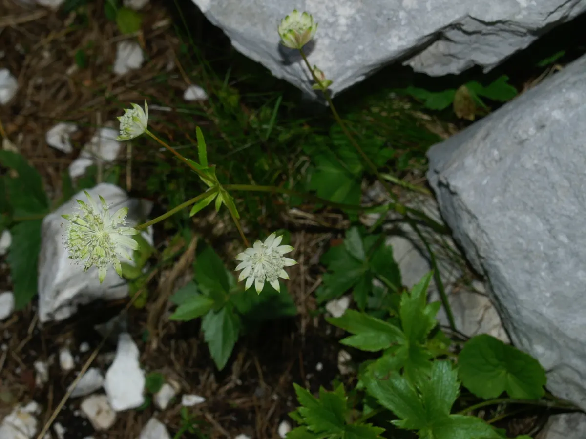 Masterwort (Astrantia Major) — each nestled within a star-shaped bract