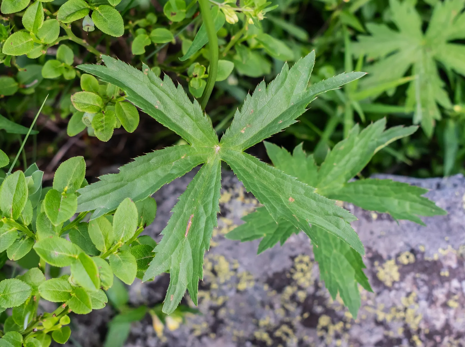 Masterwort (Astrantia Major) — though it tolerates full sun in cooler climates provided the soil remains moist; but the true allure lies in its distinctive
