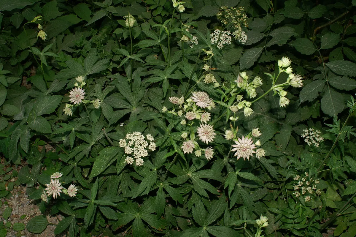Masterwort (Astrantia Major) — attracting both butterflies and the appreciative glances of garden visitors; pink and white flowers in the garden, image 141