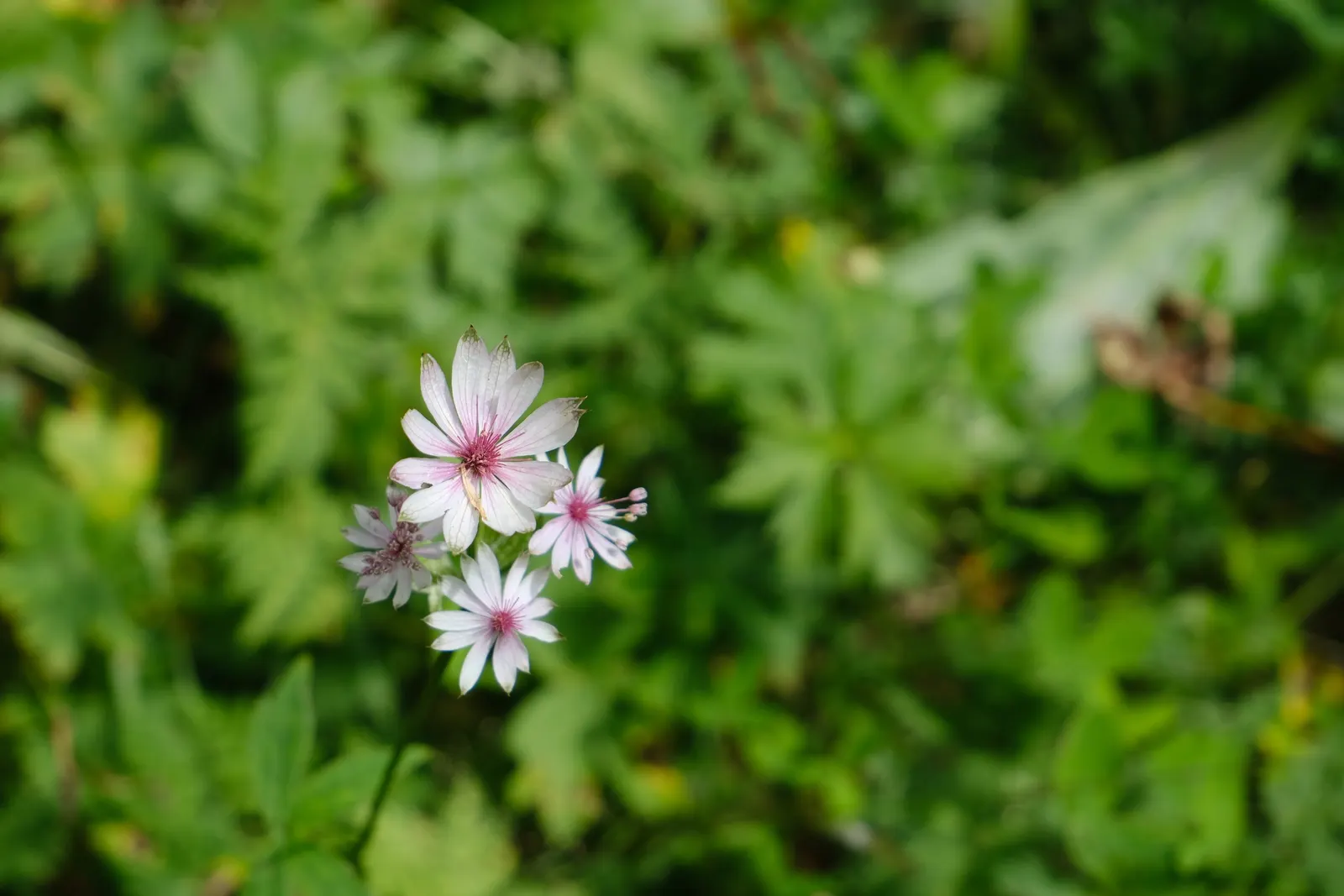 Masterwort (Astrantia Major) — deep green leaves are subtly attractive