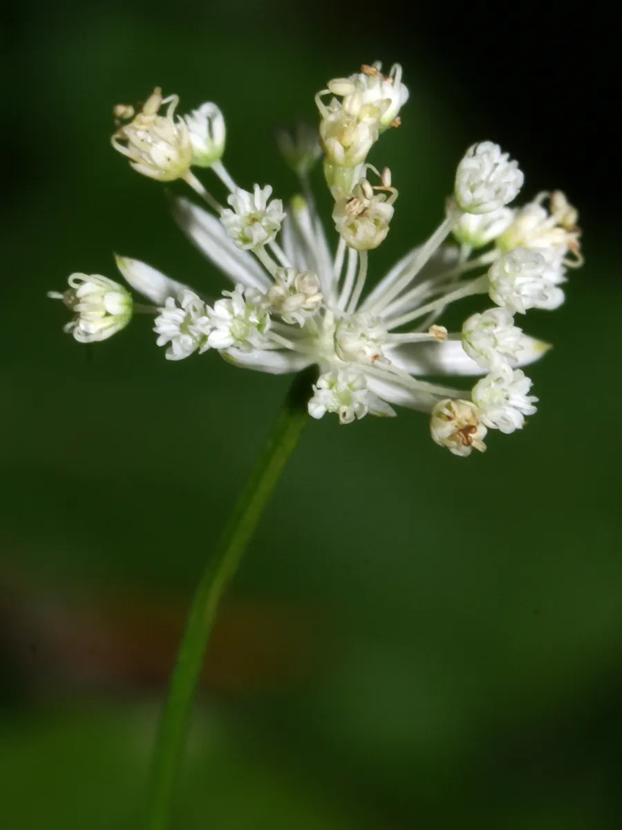 Masterwort (Astrantia Major) — annual / herb for half or shade; masterwort rewards gardeners with a long-lasting and ethereal addition to their, image 87