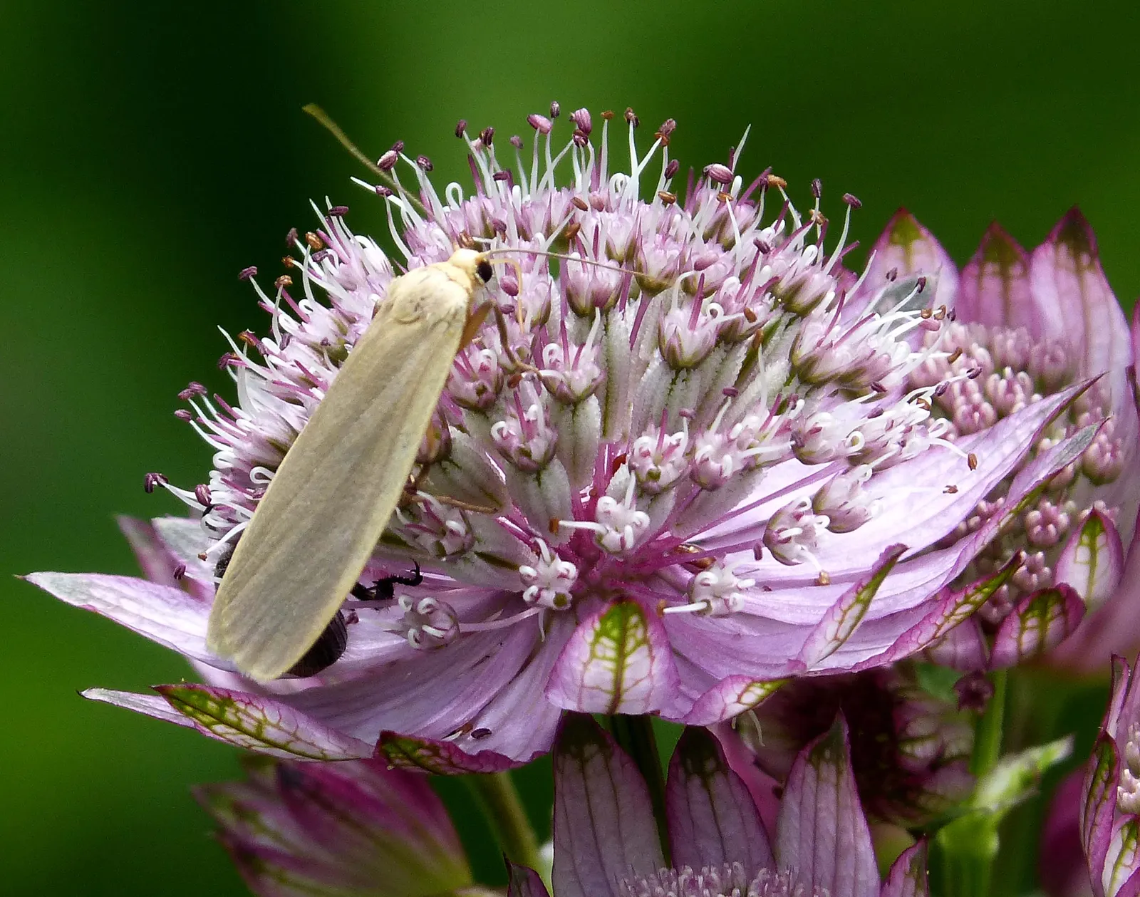 Masterwort (Astrantia Major) — showcasing its resilience across a variety of climates.<br><br>Masterwort boasts a clump-forming habit; it thrives, image 126