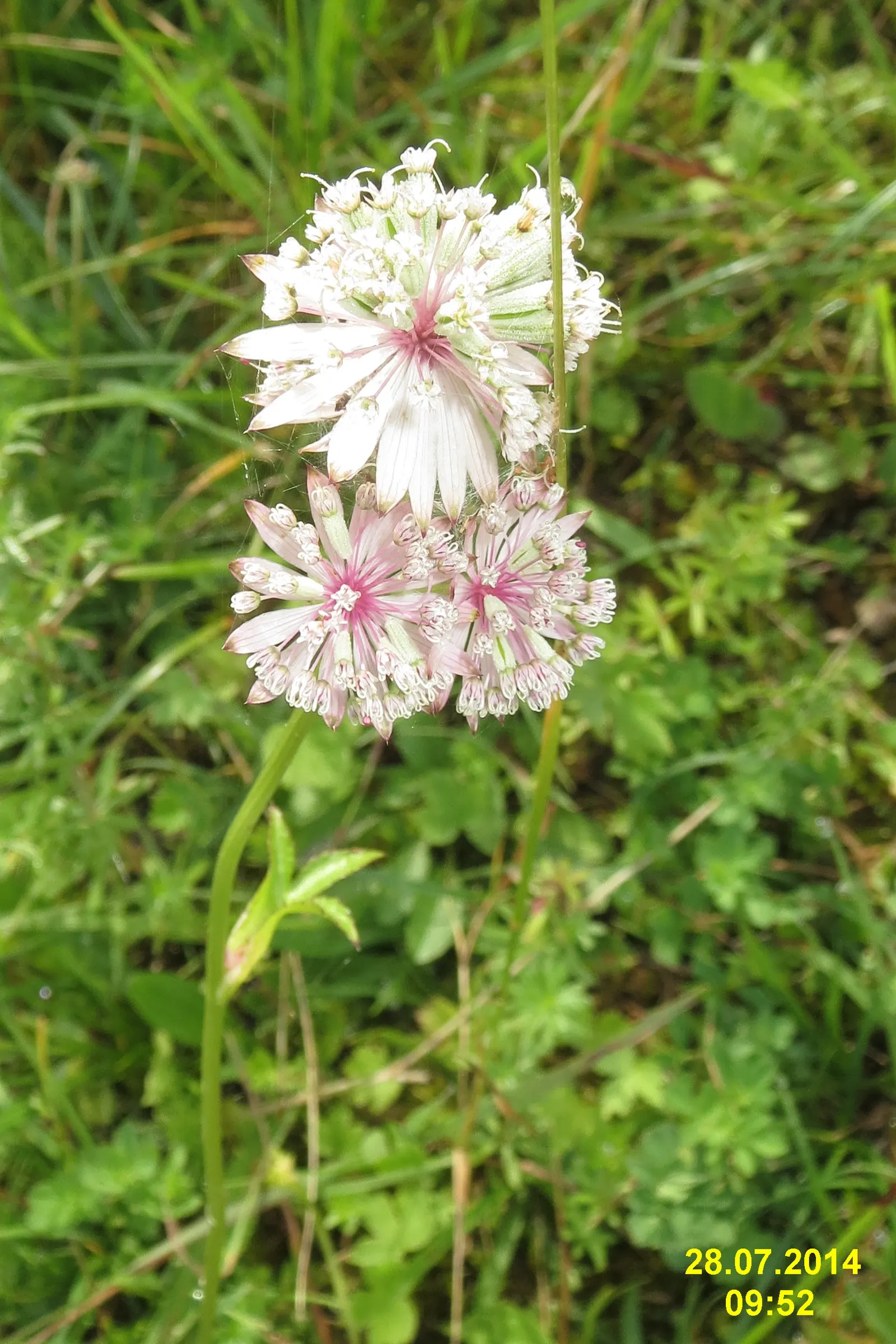 Masterwort (Astrantia Major) — typically reaching a size of 1.5 to 2.5 feet tall and 1 to 1.5 feet wide