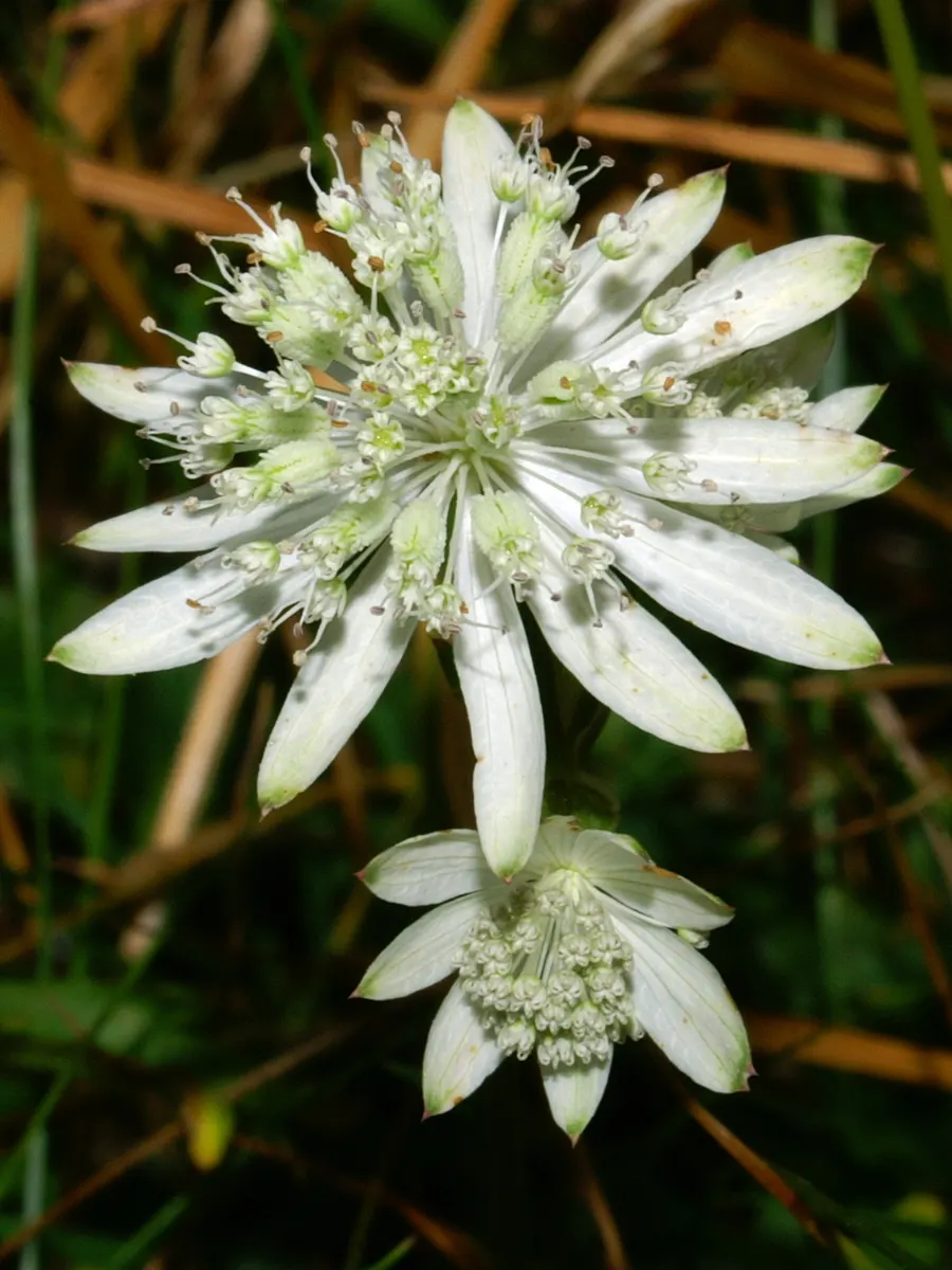 Masterwort (Astrantia Major) — These blooms are composed of tiny florets, image 44