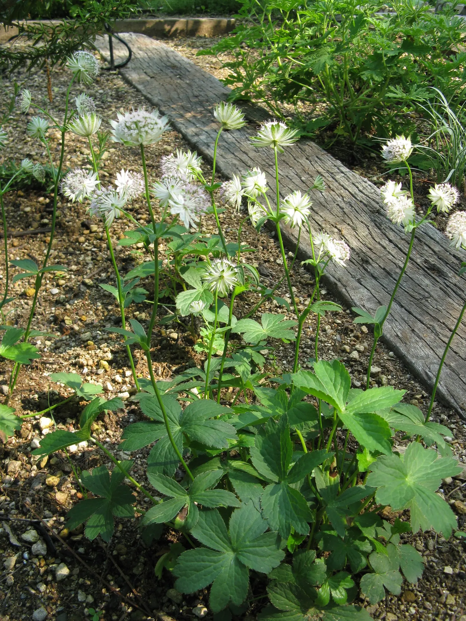 Masterwort (Astrantia Major) — attracting both butterflies and the appreciative glances of garden visitors; pink and white flowers in the garden, image 112