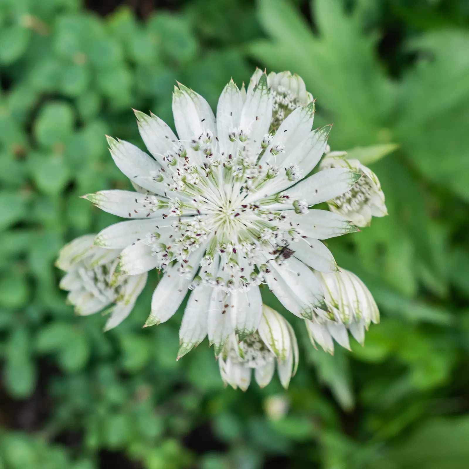 Masterwort (Astrantia Major) — and emerge in hues ranging from white and pink to a deep ruby red