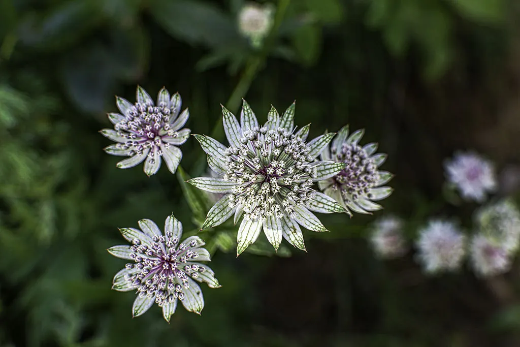 Masterwort (Astrantia Major) — Flowering from June to August, it reaches 1.5 to 2.5 feet in height, with a similar spread
