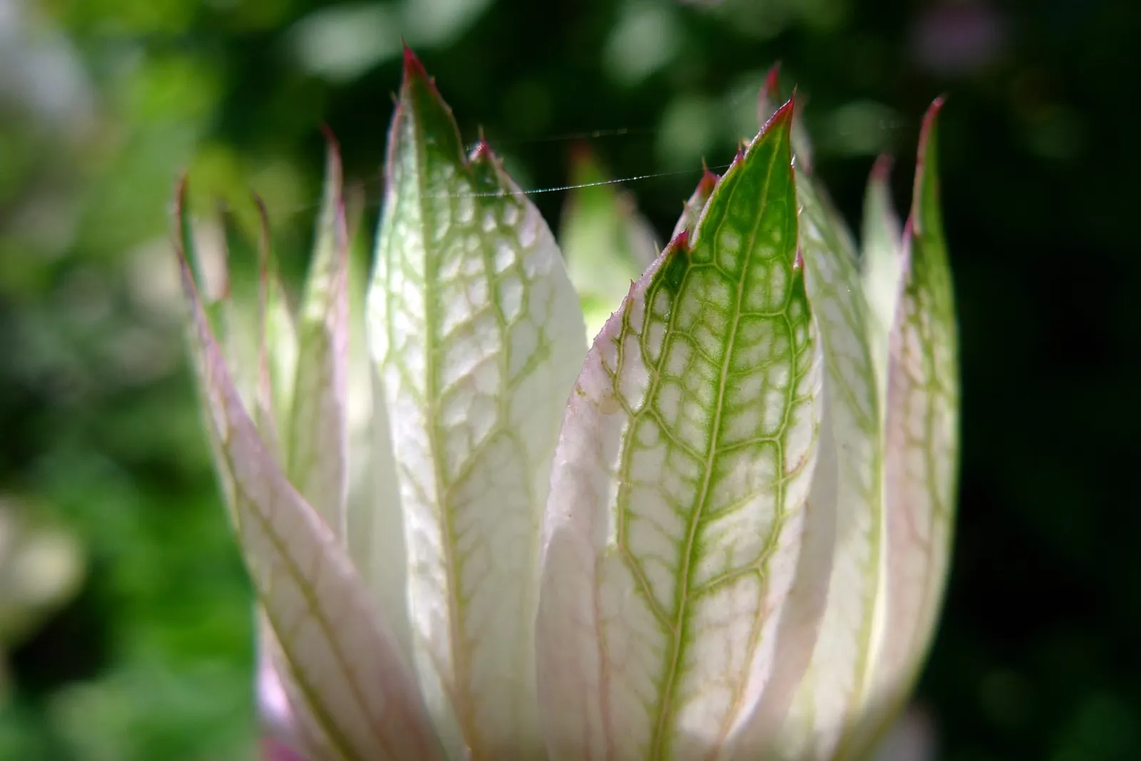 Masterwort (Astrantia Major) — attracting both butterflies and the appreciative glances of garden visitors