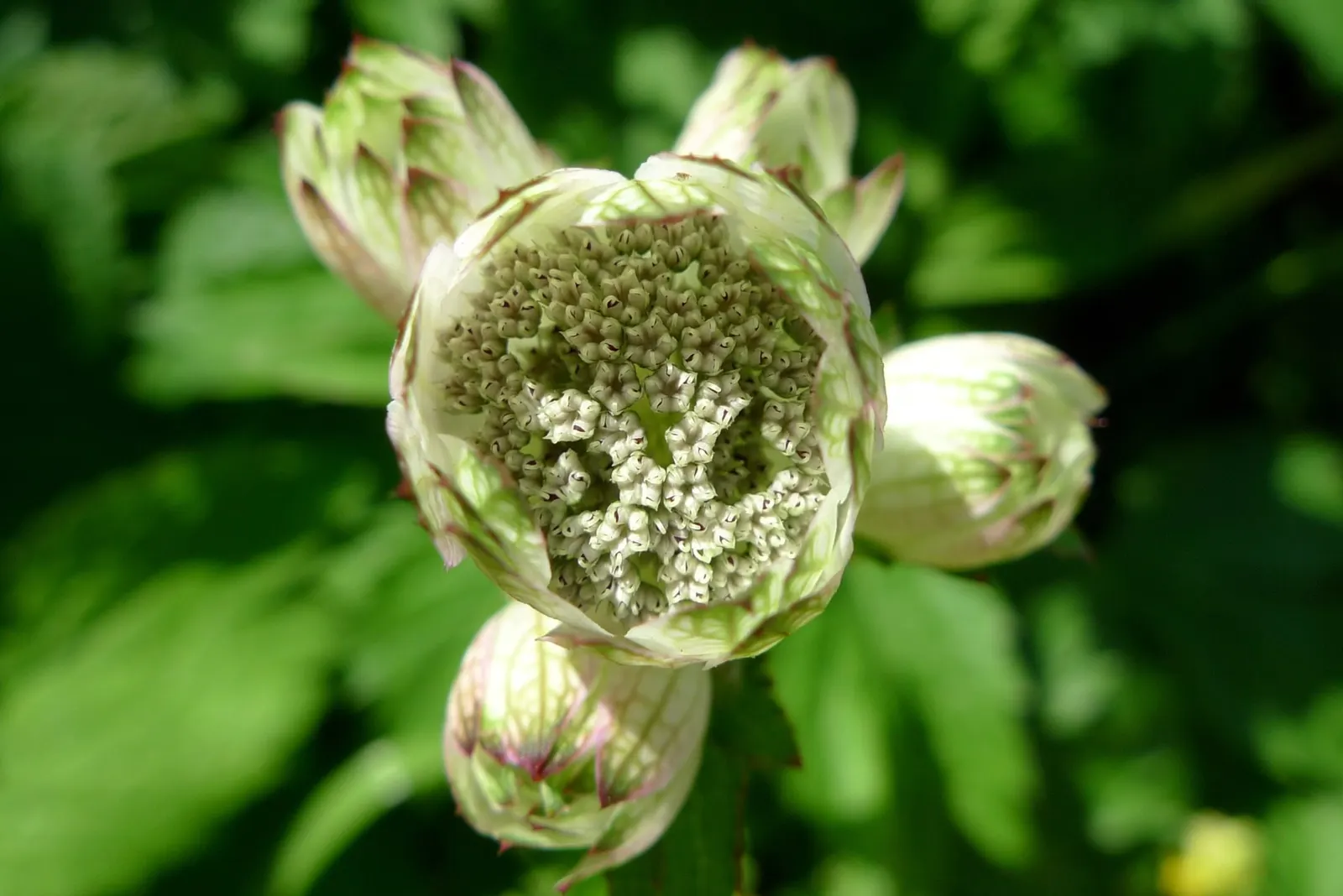 Masterwort (Astrantia Major) — deep green leaves are subtly attractive; astrantia major, commonly known as Masterwort, thrives in partial shade, appreciating