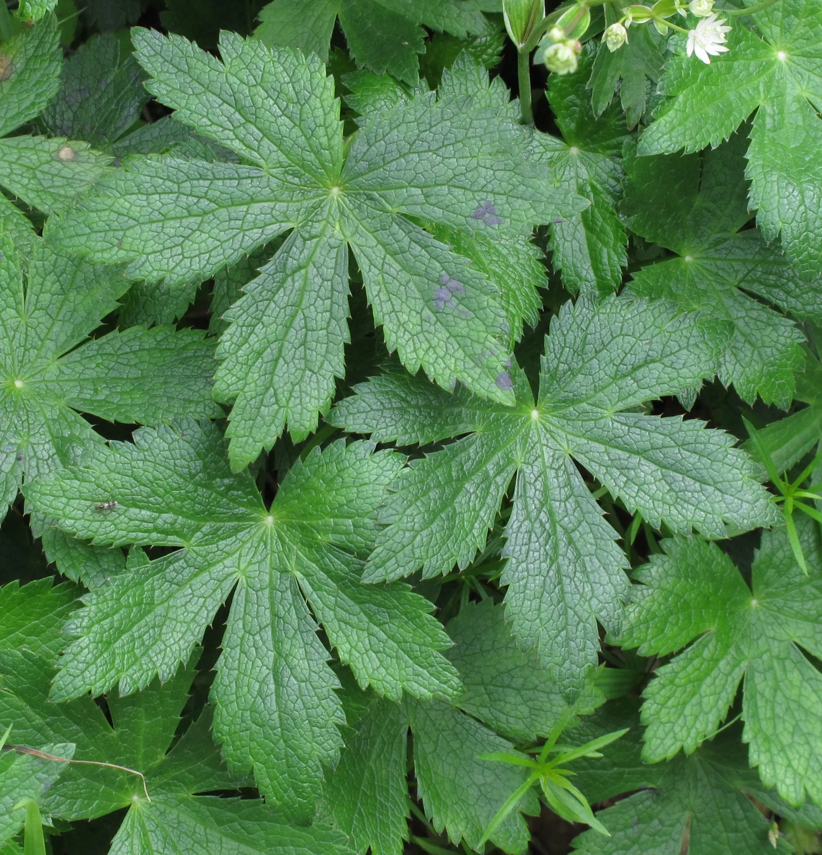 Masterwort (Astrantia Major) — Ideal soil pH ranges from neutral to slightly acidic; annual / herb with pink and white blooms, image 108