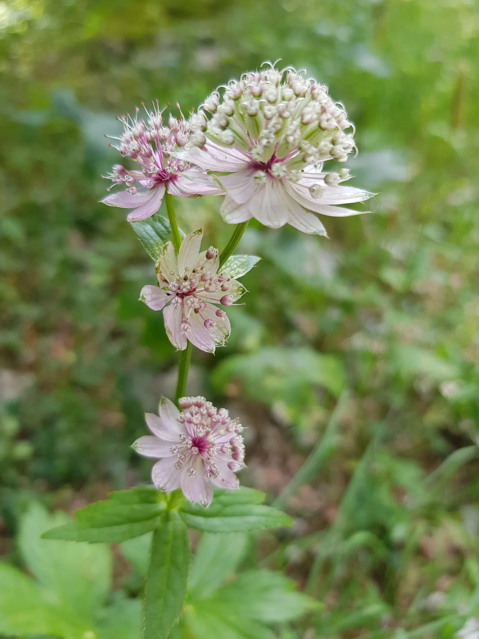 Masterwort (Astrantia Major) — or other shade-loving perennials for a woodland aesthetic; deep green leaves are subtly attractive, image 81