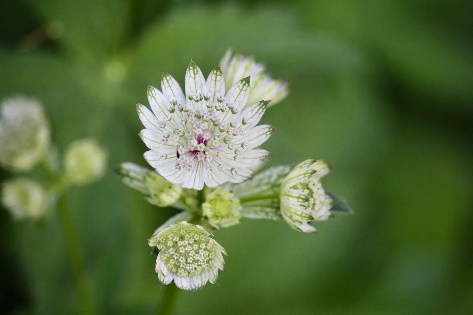 Masterwort (Astrantia Major) — It requires rich, humusy, and consistently moist soil, which mirrors the damp meadows of its native habitat; ideal soil pH